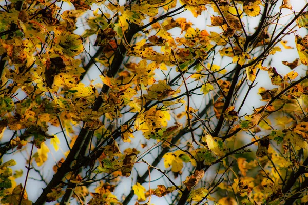 Die Farben Frankreichs — Stockfoto