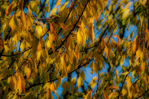 Die Farben Frankreichs — Stockfoto