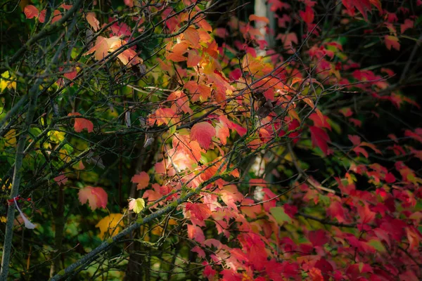 Couleurs de la France — Photo