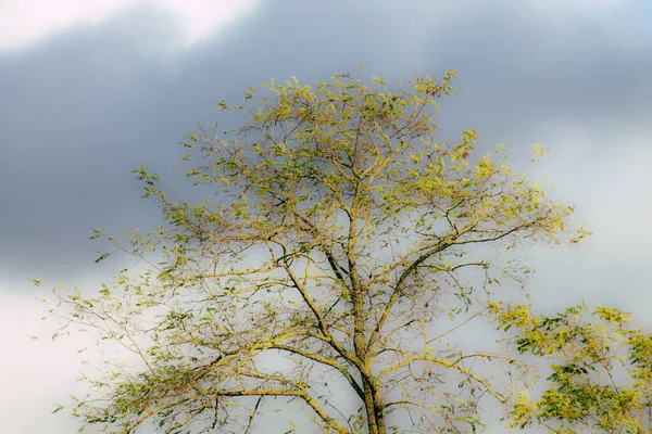 Kleuren van Frankrijk — Stockfoto