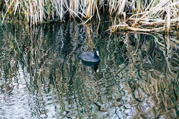 フランスの色 — ストック写真