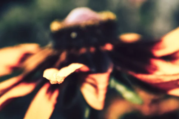 Kleuren van de natuur — Stockfoto