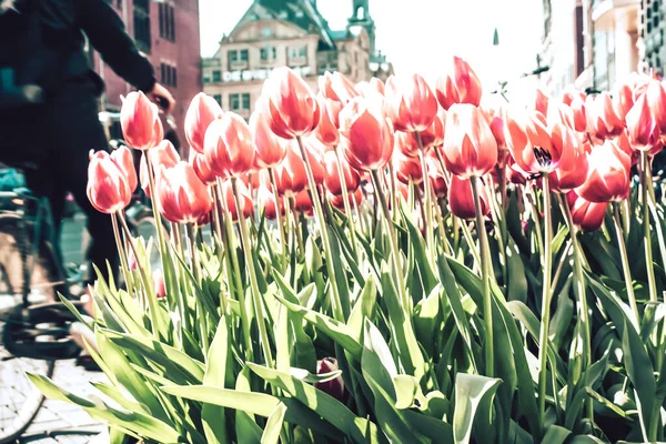 Kleuren van de natuur — Stockfoto