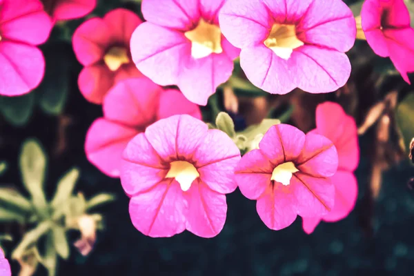 Cores da natureza — Fotografia de Stock