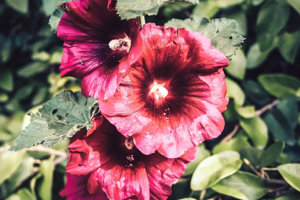 Kleuren van de natuur — Stockfoto