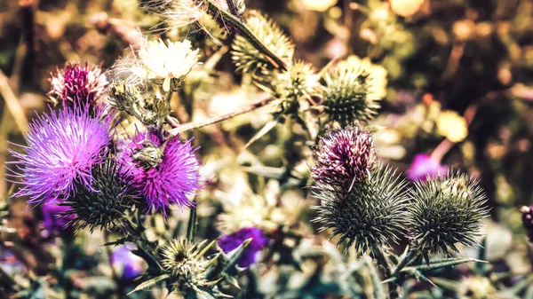 Colores de la naturaleza —  Fotos de Stock