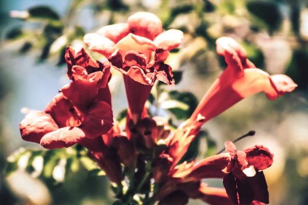 Cores da natureza — Fotografia de Stock