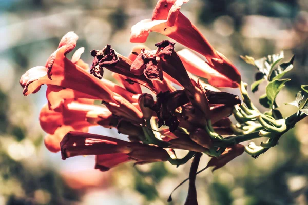 Colores de la naturaleza —  Fotos de Stock