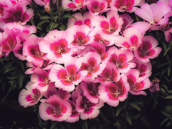 Kleuren van de natuur — Stockfoto