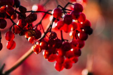 Fransa'nın renkleri