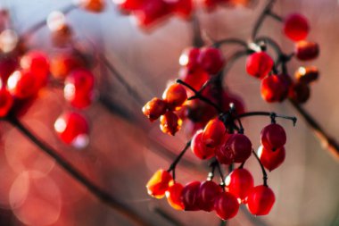 Fransa'nın renkleri