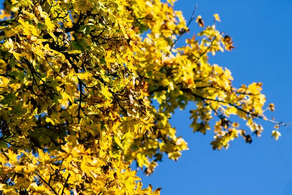 Colores de Francia — Foto de Stock