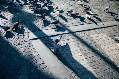 İsrail 'in Renkleri