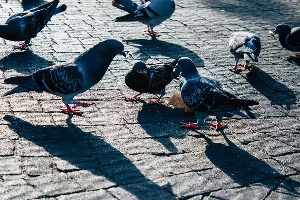 İsrail 'in Renkleri — Stok fotoğraf