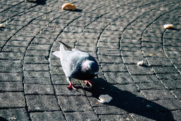 İsrail 'in Renkleri — Stok fotoğraf