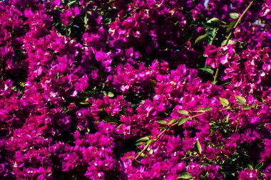 İsrail 'in Renkleri