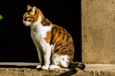 İsrail 'in Renkleri