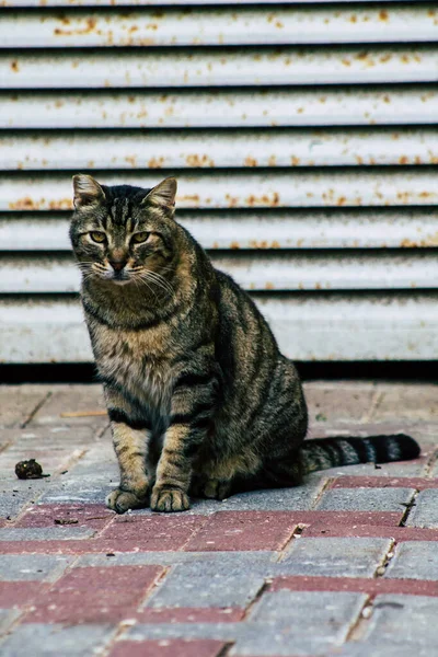 Χρώματα του Ισραήλ — Φωτογραφία Αρχείου