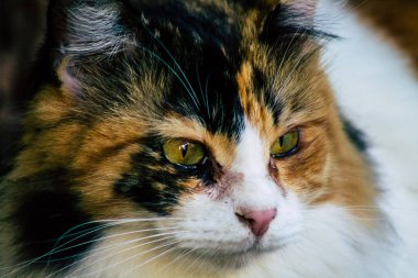 İsrail 'in Renkleri