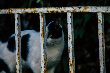 İsrail 'in Renkleri