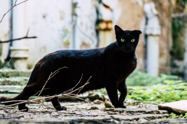 İsrail 'in Renkleri