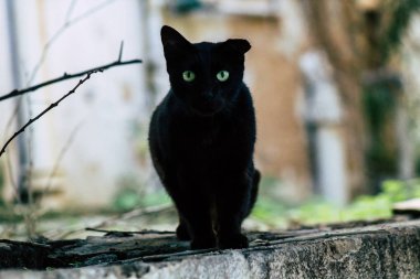 İsrail 'in Renkleri