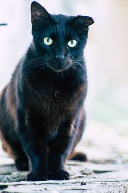 İsrail 'in Renkleri