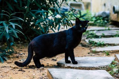 İsrail 'in Renkleri