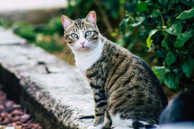 İsrail 'in Renkleri