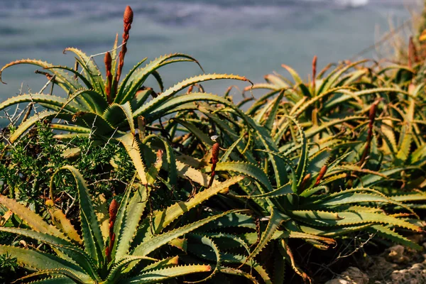 Kleuren van Israël — Stockfoto