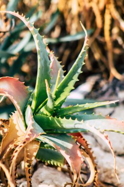 İsrail 'in Renkleri