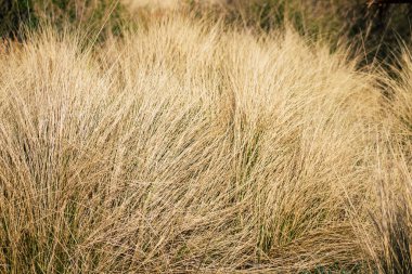 İsrail 'in Renkleri