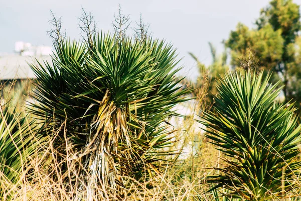 Colors of Israel — Stock Photo, Image