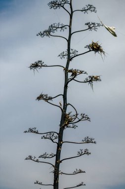 İsrail 'in Renkleri