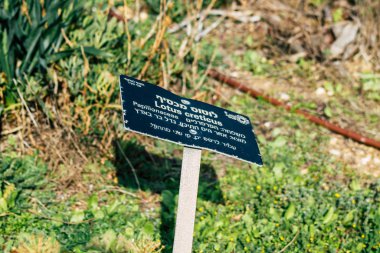 İsrail 'in Renkleri