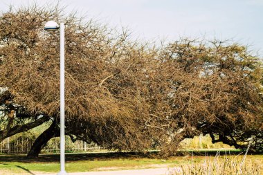 İsrail 'in Renkleri