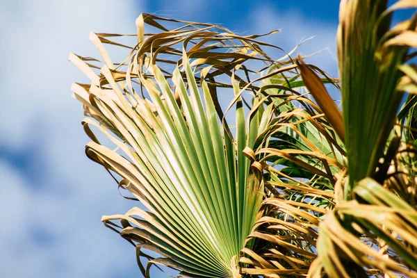 Colors of Israel — Stock Photo, Image