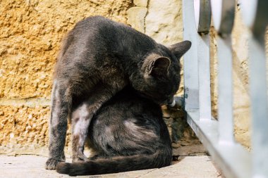 İsrail 'in Renkleri