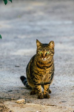 İsrail 'in Renkleri