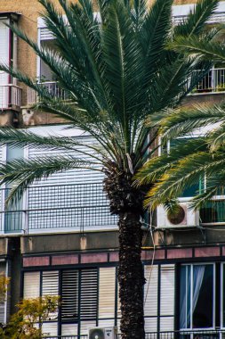 Tel Aviv İsrail 21 Şubat 2020, öğleden sonra Tel Aviv sokaklarında büyüyen palmiye ağacı manzarası