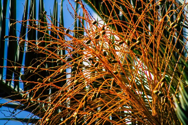 テルアビブイスラエル2020年2月21日午後にテルアビブの街で成長するヤシの木の眺め — ストック写真