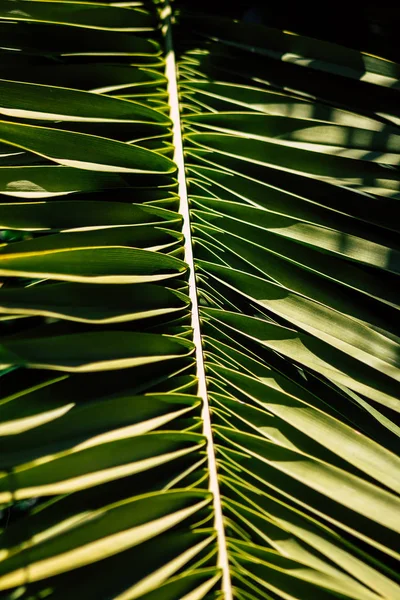 Tel Aviv Israel February 2020 View Palm Tree Growing Streets — Stock Photo, Image