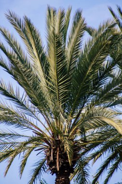 Tel Aviv İsrail 21 Şubat 2020, öğleden sonra Tel Aviv sokaklarında büyüyen palmiye ağacı manzarası