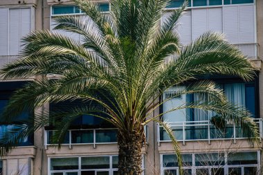 Tel Aviv İsrail 21 Şubat 2020, öğleden sonra Tel Aviv sokaklarında büyüyen palmiye ağacı manzarası