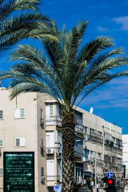 Tel Aviv İsrail 21 Şubat 2020, öğleden sonra Tel Aviv sokaklarında büyüyen palmiye ağacı manzarası