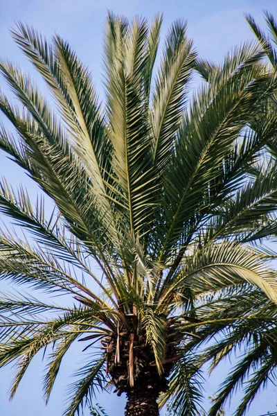 Tel Aviv İsrail 21 Şubat 2020, öğleden sonra Tel Aviv sokaklarında büyüyen palmiye ağacı manzarası