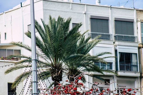 Tel Aviv Israel February 2020 View Palm Tree Growing Streets — Stock Photo, Image