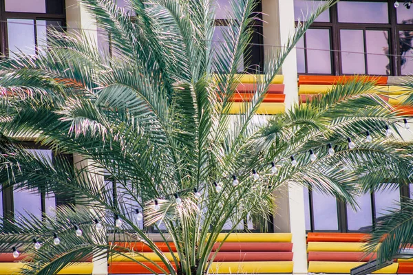 Tel Aviv Israël Februari 2020 Uitzicht Palmbomen Die Middags Straten — Stockfoto