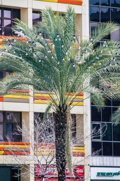 Tel Aviv Israel February 2020 View Palm Tree Growing Streets — Stock Photo, Image