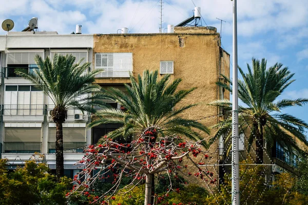 Tel Aviv Izrael Február 2020 View Pálmafa Growing Streets Tel — Stock Fotó